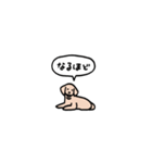 ゴールデンレトリバー(フキダシ)（個別スタンプ：14）