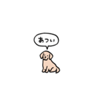 ゴールデンレトリバー(フキダシ)（個別スタンプ：34）