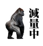 マッチョ！ごりごりゴリラ★デカ文字（個別スタンプ：18）