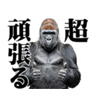 マッチョ！ごりごりゴリラ★デカ文字（個別スタンプ：20）
