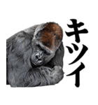 マッチョ！ごりごりゴリラ★デカ文字（個別スタンプ：21）