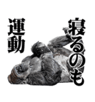 マッチョ！ごりごりゴリラ★デカ文字（個別スタンプ：25）