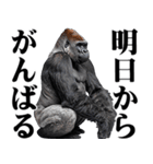 マッチョ！ごりごりゴリラ★デカ文字（個別スタンプ：29）