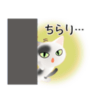 色々な猫2-1 短毛-立ち耳-白に黒ぶち（個別スタンプ：6）