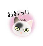 色々な猫2-1 短毛-立ち耳-白に黒ぶち（個別スタンプ：10）