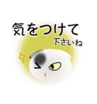 色々な猫2-2 短毛-垂れ耳-白に黒ぶち（個別スタンプ：14）