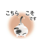 色々な猫2-2 短毛-垂れ耳-白に黒ぶち（個別スタンプ：32）