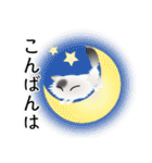 色々な猫2-3 長毛-立ち耳-白に黒ぶち（個別スタンプ：7）