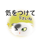 色々な猫2-4 長毛-垂れ耳-白に黒ぶち（個別スタンプ：14）