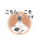 色々な猫2-4 長毛-垂れ耳-白に黒ぶち（個別スタンプ：32）