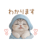 スコティッシュ猫 水色帽 優しい日常 敬語（個別スタンプ：9）