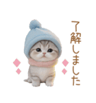 スコティッシュ猫 水色帽 優しい日常 敬語（個別スタンプ：10）