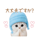 スコティッシュ猫 水色帽 優しい日常 敬語（個別スタンプ：17）