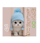 スコティッシュ猫 水色帽 優しい日常 敬語（個別スタンプ：20）