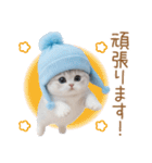 スコティッシュ猫 水色帽 優しい日常 敬語（個別スタンプ：22）
