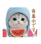 スコティッシュ猫 水色帽 優しい日常 敬語（個別スタンプ：27）