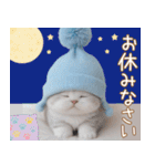 スコティッシュ猫 水色帽 優しい日常 敬語（個別スタンプ：31）