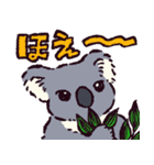 コアラです.（個別スタンプ：1）