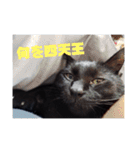 ちょこあずまるかわぇぇぇぇぇぇぇぇぇぇぇ（個別スタンプ：1）