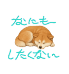 『秋田犬』のスタンプ（個別スタンプ：1）