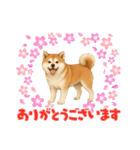 『秋田犬』のスタンプ（個別スタンプ：3）