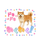 『秋田犬』のスタンプ（個別スタンプ：7）