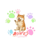 『秋田犬』のスタンプ（個別スタンプ：8）