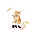 『秋田犬』のスタンプ（個別スタンプ：16）