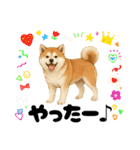 『秋田犬』のスタンプ（個別スタンプ：18）