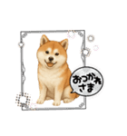 『秋田犬』のスタンプ（個別スタンプ：19）