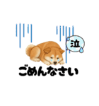 『秋田犬』のスタンプ（個別スタンプ：20）
