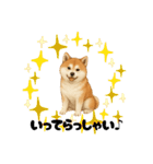 『秋田犬』のスタンプ（個別スタンプ：22）