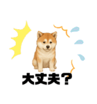 『秋田犬』のスタンプ（個別スタンプ：29）