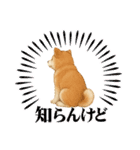『秋田犬』のスタンプ（個別スタンプ：33）