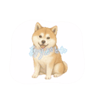 『秋田犬』のスタンプ（個別スタンプ：37）
