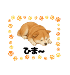 『秋田犬』のスタンプ（個別スタンプ：40）