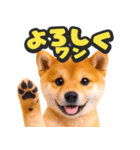 飛び出す★わんこ（個別スタンプ：1）