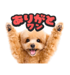 飛び出す★わんこ（個別スタンプ：2）