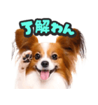 飛び出す★わんこ（個別スタンプ：4）