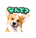飛び出す★わんこ（個別スタンプ：9）