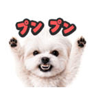 飛び出す★わんこ（個別スタンプ：11）