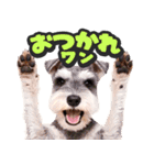 飛び出す★わんこ（個別スタンプ：16）