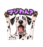 飛び出す★わんこ（個別スタンプ：18）