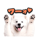 飛び出す★わんこ（個別スタンプ：19）