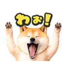 飛び出す★わんこ（個別スタンプ：23）