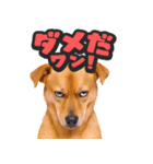 飛び出す★わんこ（個別スタンプ：24）