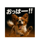 パピヨンバレー（個別スタンプ：1）