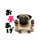 動く！デカ文字パグ（個別スタンプ：2）