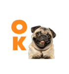動く！デカ文字パグ（個別スタンプ：5）