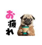動く！デカ文字パグ（個別スタンプ：7）